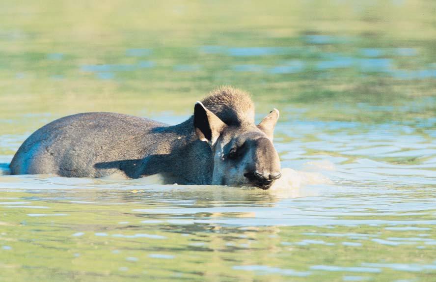 The lowland tapir is a good swimmer, and spends time in the water to cool off during hot weather. (Photograph by Tom Brakefield. Bruce Coleman, Inc. Reproduced by permission.