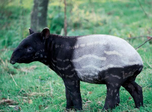 A young Malayan tapir shows its maturing coat. ( Terry Whittaker/Photo Researchers, Inc. Reproduced by permission.) bathing. Highest populations are found in swamps and lowland forests.