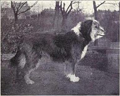 Figure 1 traditional Bearded Collie circa 1915 Photograph