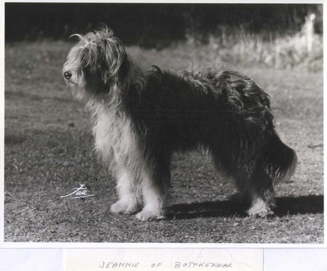 org/wiki/bearde d_collie Figure 1a Jeannie of Bothkennar