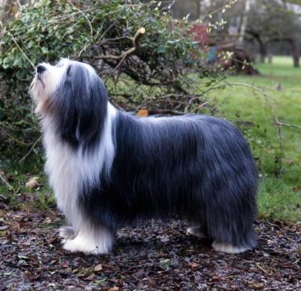 Bearded Collie Photograph from www.4.bp.blogspot.