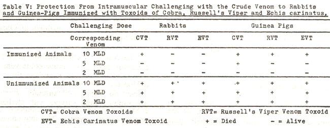 Table V shows that immunized animals, rabbits and guinea pigs challenged with the 2-10 MLD doses of corresponding venoms were protected.