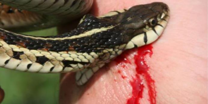 Injection Tactics Purposes of bite Inject the venom into their prey (immobilize and or kill) Defend against attack by potential predators and antagonists Fang Contact Viperid snakes Strike and