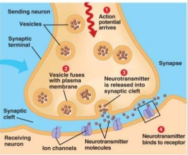Toxins (Mechanism of Action) - Neurotoxins (Dendrotoxins/α-neurotoxins) Dendrotoxins α-neurotoxins Target is K+ channels Action Potentials NOT completed No relay of message Causes paralysis of nerves
