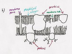 Integrity of the membrane lost Cell membrane ruptures https://en.