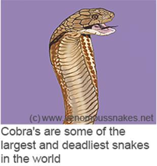 Interesting Venom/Snake Facts 8000 venomous snake bites are reported in USA every year