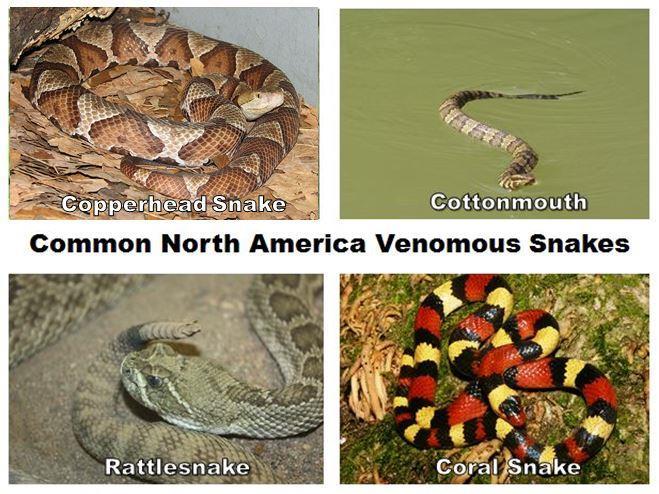 How to Identify Venomous Snakes Three families of venomous snakes Atractaspidids o Colubridae family o Lightly toxic venom tissue necrosis Elapids o Neurotoxin (central nervous systems/respiration)