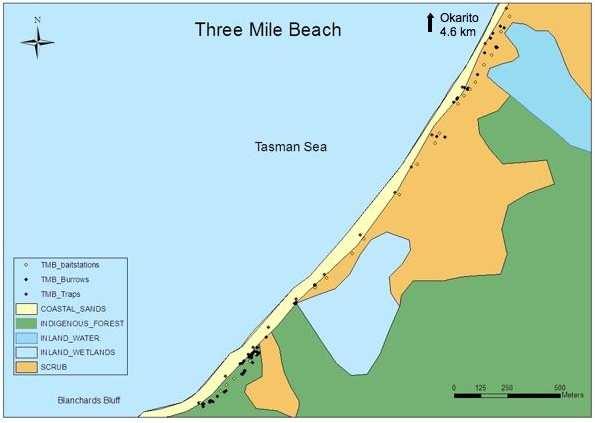 Figure 3. Map of Three Mile Beach site. Burrows are spread over the length of the beach and not concentrated into any one area.