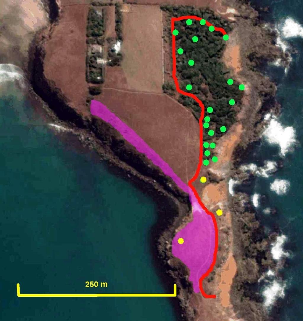 Yellow-eyed penguin nests and penguin-proof fence at Katiki Point in the 2015/16 breeding season (image from Google Earth).