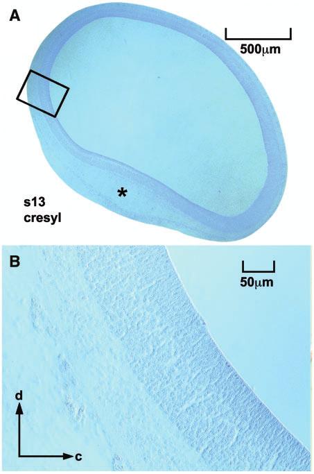Crocodilian forebrain 957 Fig. 5 Organization of the alar midbrain in an Alligator embryo. A sagittal section of a stage-13 Alligator brain stained for cresyl violet is shown.