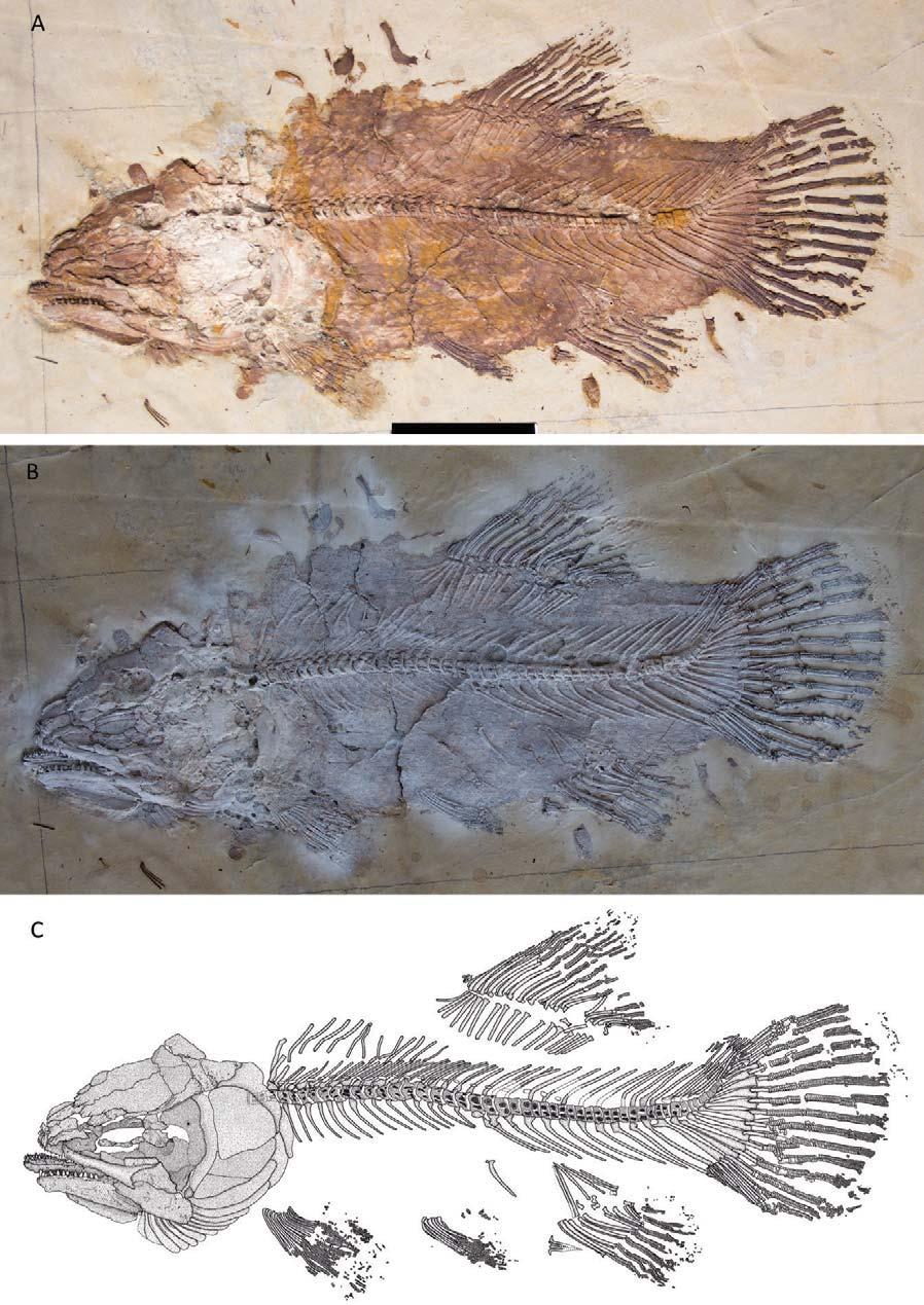 Figure 1. Hispanamia newbreyi gen. nov., sp. nov. (A) specimen MCCM LH 9645a (holotype).