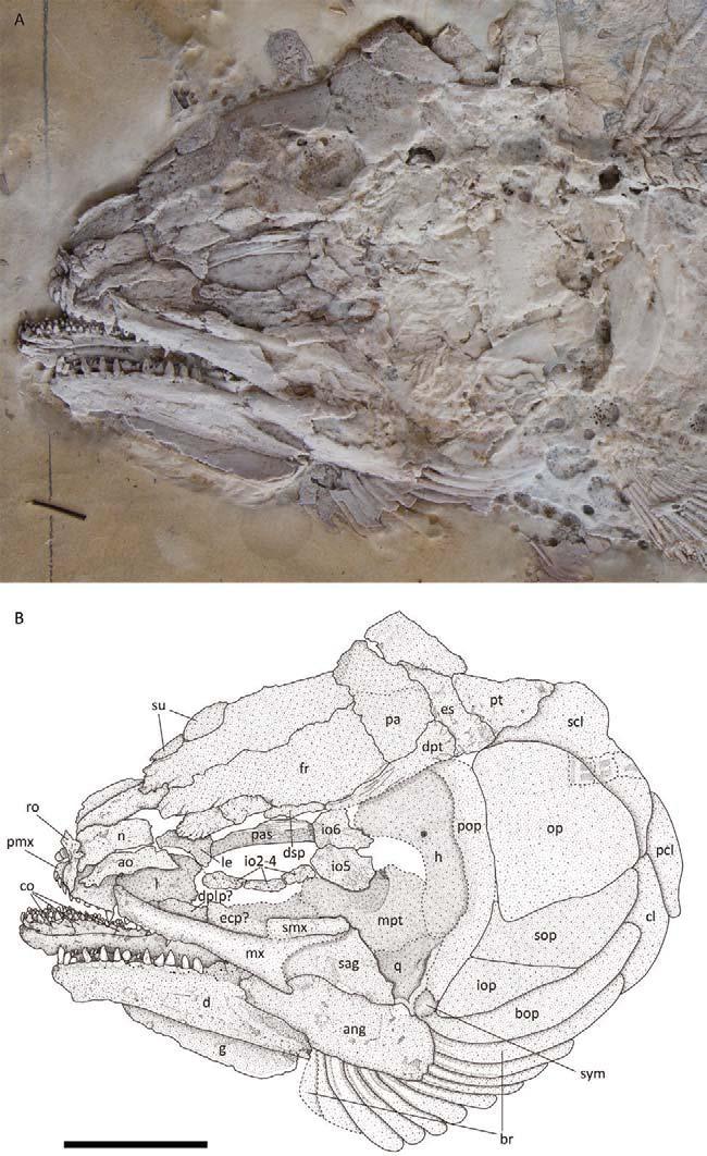 Figure 3. Hispanamia newbreyi gen. nov., sp. nov. (A) skull from specimen MCCM LH 9645a (holotype) slightly coated with ammonium chloride.