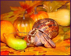 October 2006 Winner: October 2006 Winner: This photo was submitted by JoeyO My Fall loving Wood! His shell even "sports" the Fall colors!