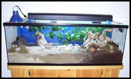 Heating the Crabitat by Jenny Swartzbaugh (jsrtist) Meet the author: I am an artist and am currently returning to school to study wildlife biology.