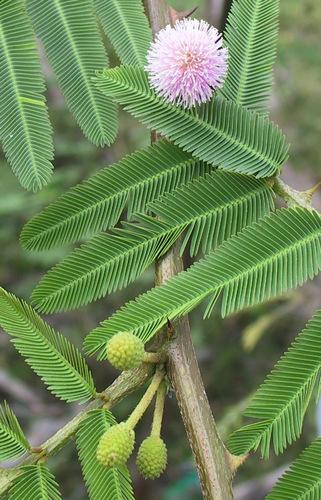 Species Identification SOP 12 Mimosa (Mimosa pigra) Native to tropical America, the Mimosa shrub
