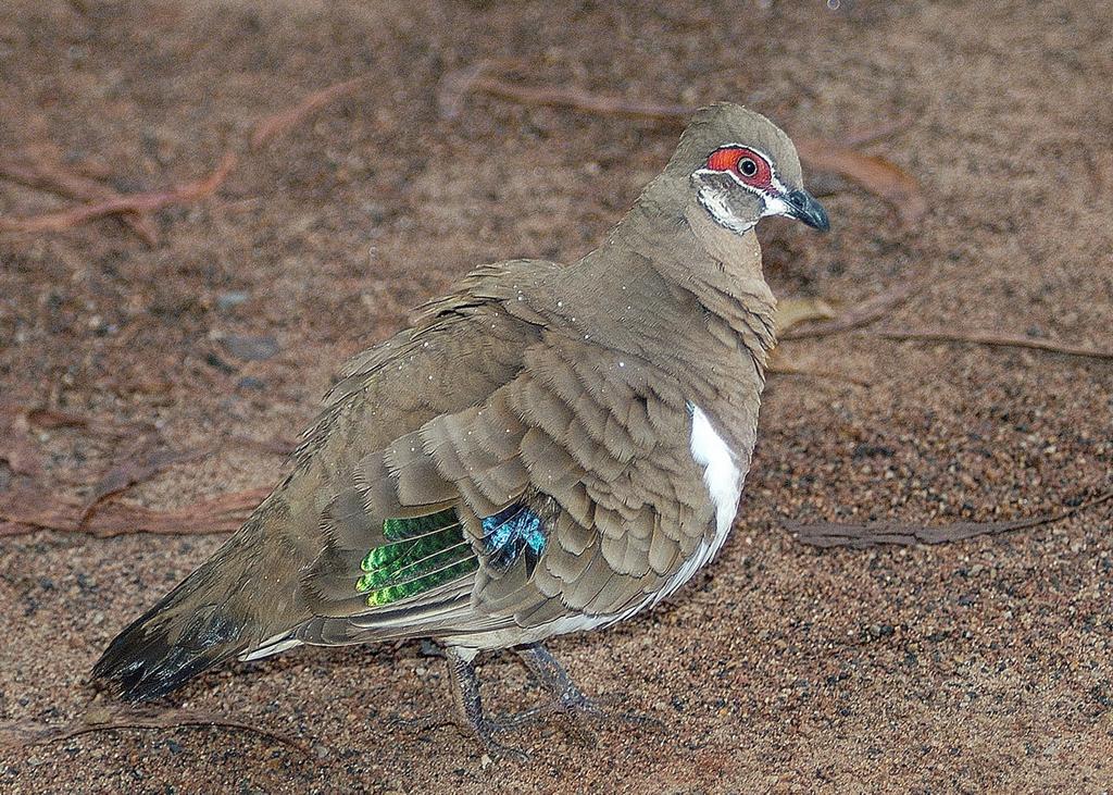 Species Identification SOP 5 Figure 1: Photograph of Partridge Pigeon showing diagnostic red facial