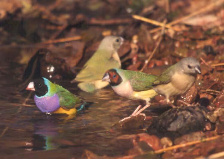 Species Identification SOP 6 Gouldian Finch The Gouldian Finch is listed as endangered under the EPBC Act and vulnerable under the TPWC Act.