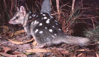 Species Identification SOP 8 Northern Quoll The Northern Quoll is listed as endangered under the EPBC Act and critically endangered under the TPWC Act.