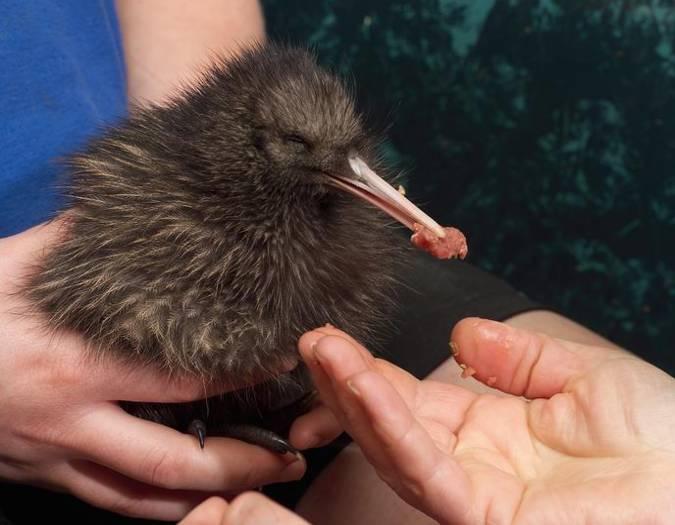 Figure 11. Assisted feeding of artificial diet to a young kiwi chick. (Photo: Kiwi Encounter) 12.3.