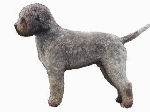 SCISSORING THE COAT: This illustration shows a newly combed and scissored dog, you ll notice the curl definition has been lost but once the coat has been dampened the curl will return.