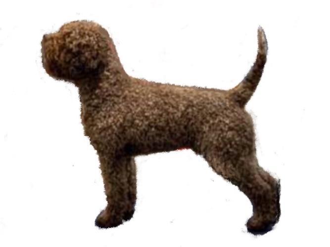 The KC breed standard for Lagotto Romagnolo describes the coat as follows: Woolly and waterproof, rather rough on the surface forming very thick, ring shaped curls, with visible, waterproof undercoat.