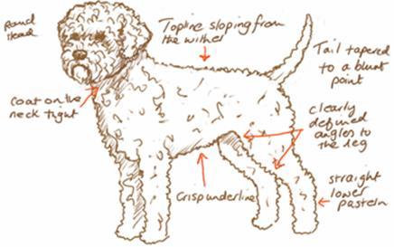 A SIMPLE GUIDE TO ACHIEVING THE DESIRED FINISH As with a pet groom, I begin by tidying the sanitary areas (see the PRE-GROOM section).