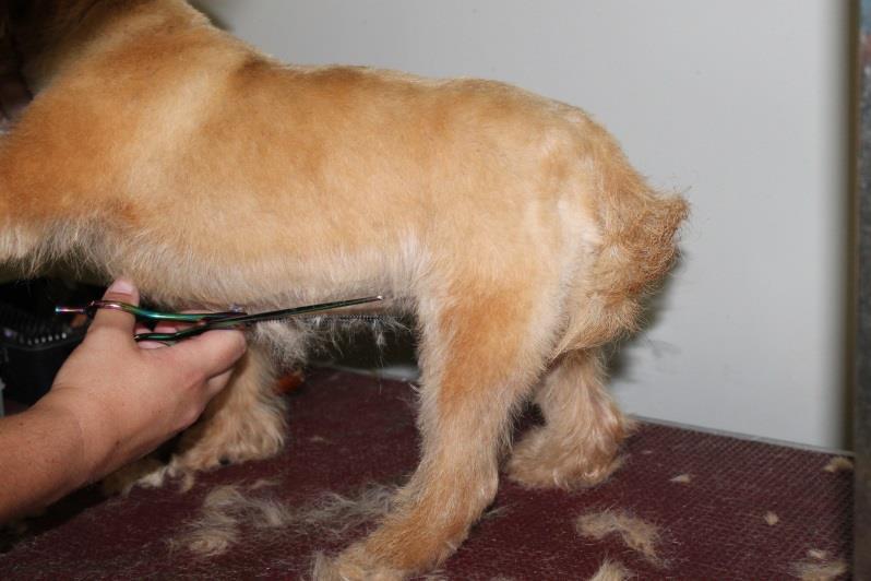 23. Then any wispy hairs that have been left under the belly are trimmed off with scissors.