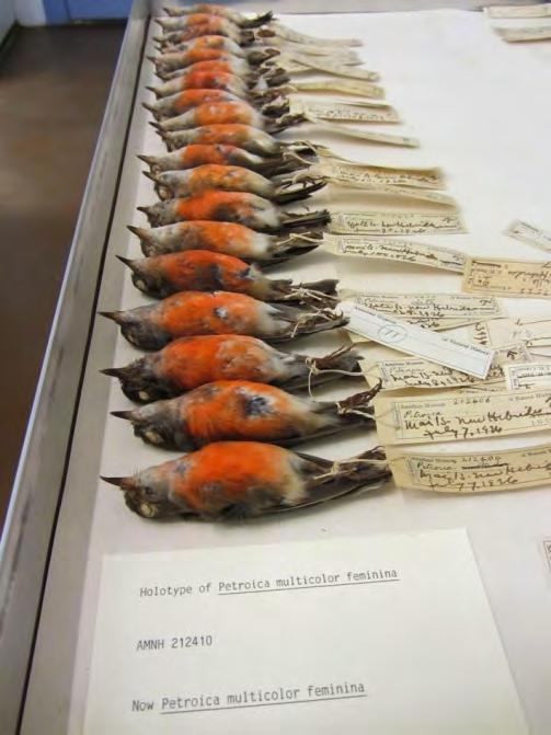 In my second week I traveled to the American Museum of Natural History (AMNH) where I spent 11 days in the 'bird vault' with their sizeable collection of Pacific Robins.