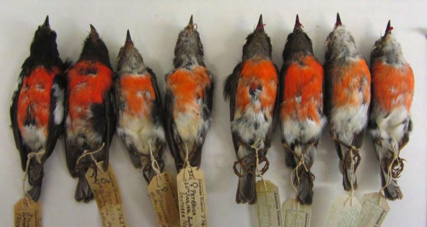 F. ONGOING WORK The preliminary analyses of broad patterns of variation in plumage and body size across the range of the Pacific Robin, which I have presented in sections D and E of this report, are