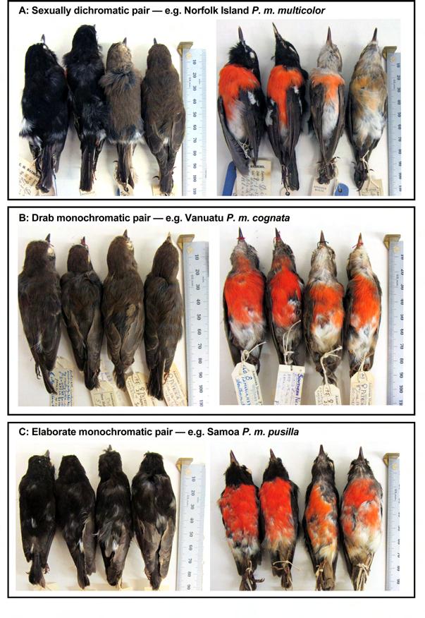 Pacific Robins are unique among the Australasian 'red' robins (Family: Petroicidae, Genus: Petroica) for displaying variation in the degree of sexual dichromatism (males and females have different