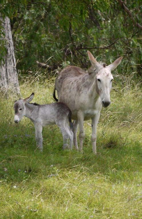 OTHER INFORMATION/POINTS OF INTEREST Donkeys have to be bonded with sheep when weaned from mothers at approximately ten months of age.