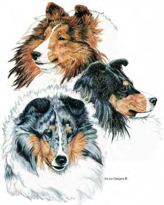 Chair: Patsi Nelson Breeder Referral: Kathy Coon sheltie-breeders@pacbell.