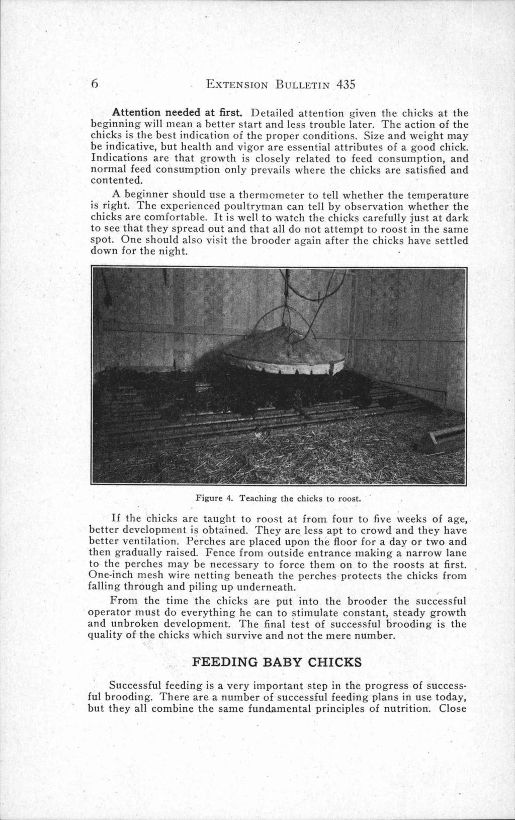 EXTENSION 6. BULLETIN 435 Attention needed at first. Detailed attention given the chicks at the beginning will mean a better start and less trouble later.