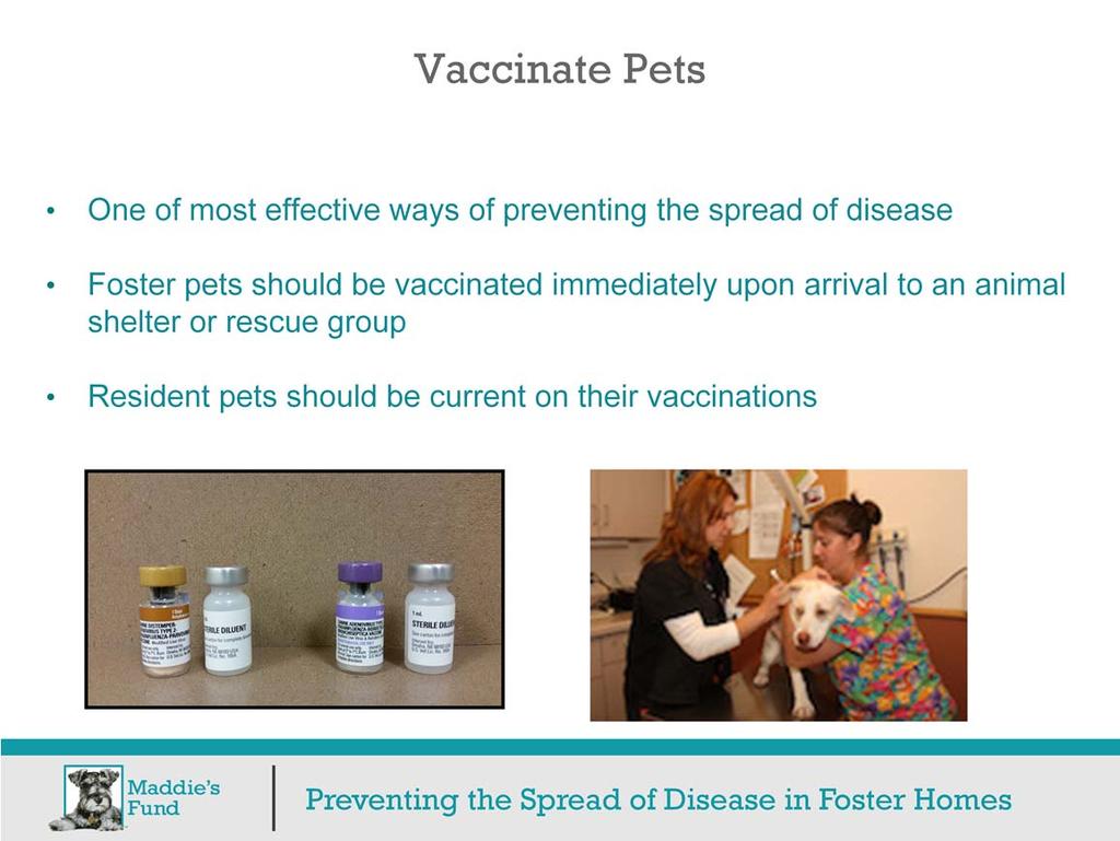 One of the most effective ways to prevent the spread of disease between the same species is to vaccinate pets. Some vaccines provide essentially full protection against disease.