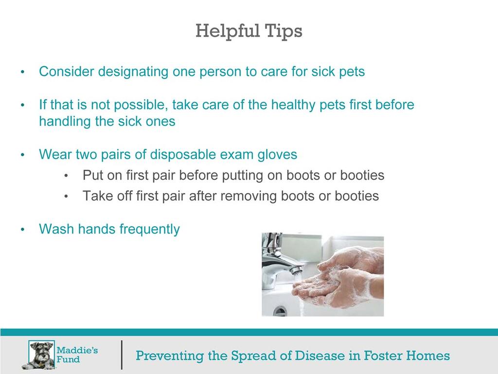 Here are some helpful tips Consider designating just one person in the household to care for sick pets. That person should avoid handling healthy pets in the household.