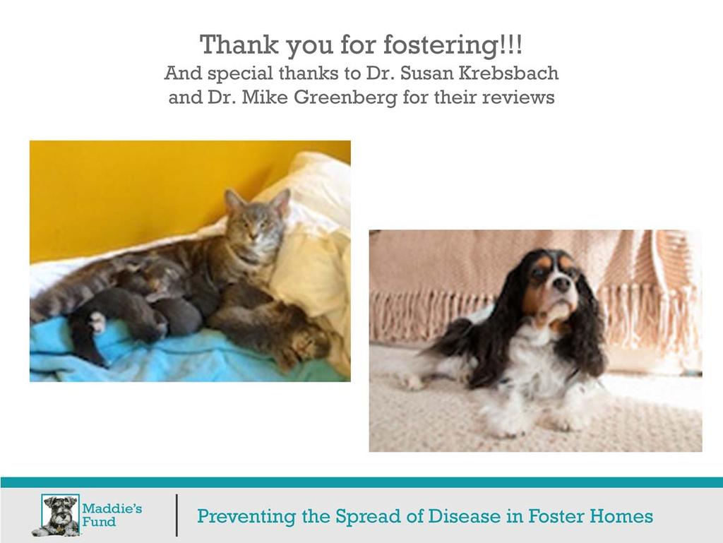 Thank you for watching and thank you for fostering!