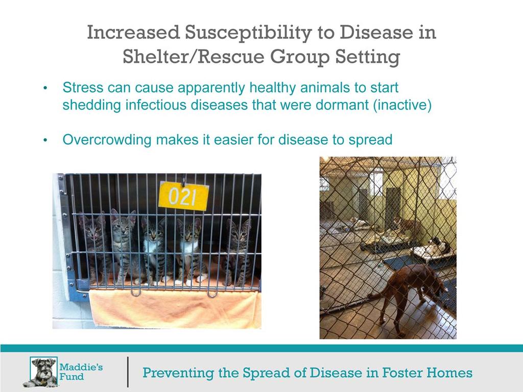 Stress is one of the most significant factors in disease susceptibility. Even the most well-run shelters are stressful.