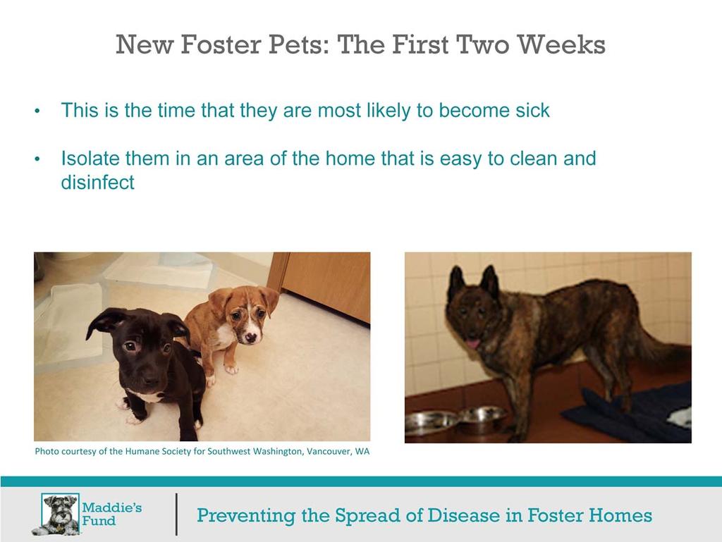 Even though the risk of getting sick is lower than it would be in a shelter or rescue setting, extra precautions should be taken during the first two weeks that new foster pets are in your home.