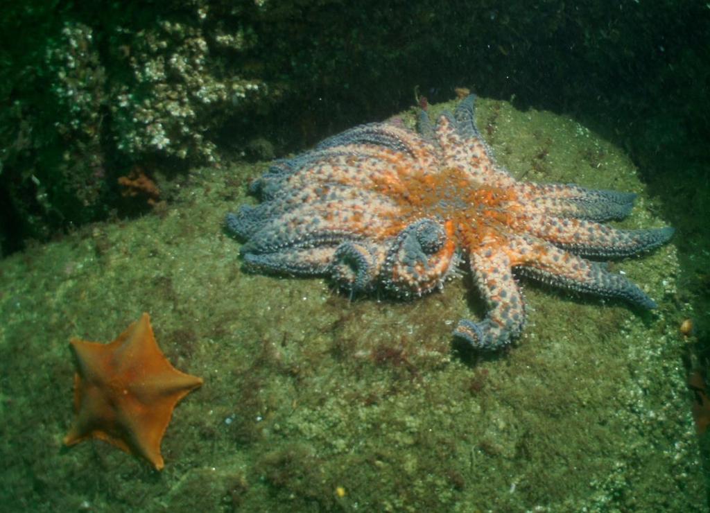Pycnopodia helianthoides Diseased sea stars can look very different in