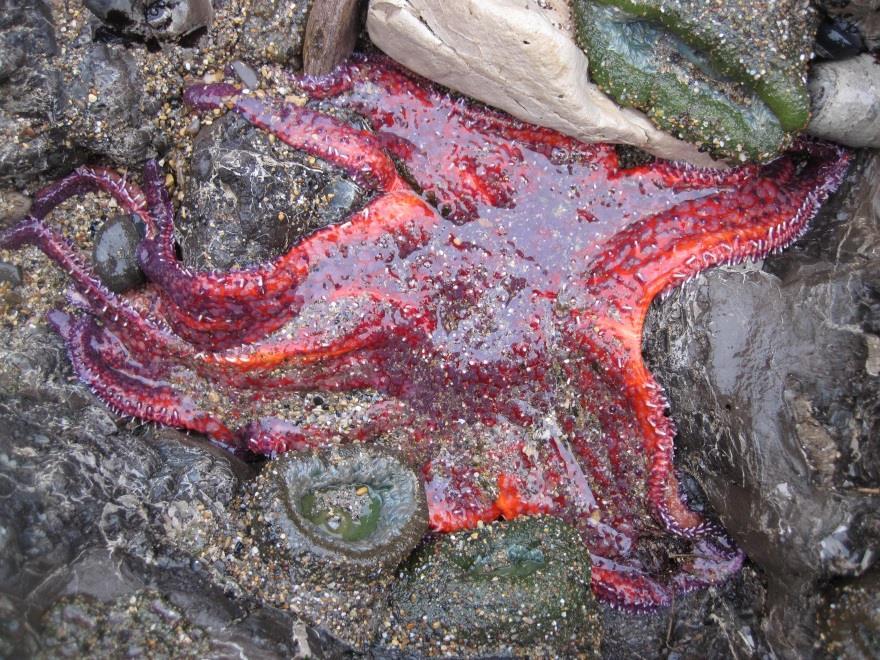 subtidal (below) Pycnopodia helianthoides, Point Reyes, CA: NPS Photo: