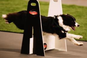 flyball is a type of relay race that involves teams of four dogs One dog from each team runs down a course, jumping hurdles, towards the "flyball box" The dog steps on a panel and triggers the box to