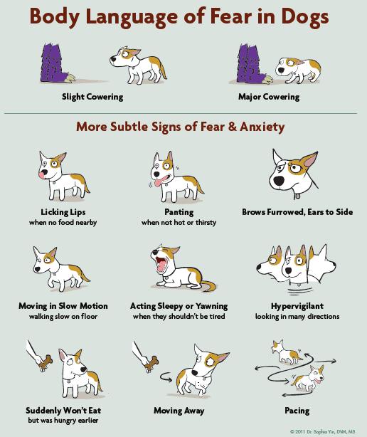 manner Learn to interpret body language correctly Dogs can bite for many reasons, so it s important to know how to read their body language and act appropriately in order to