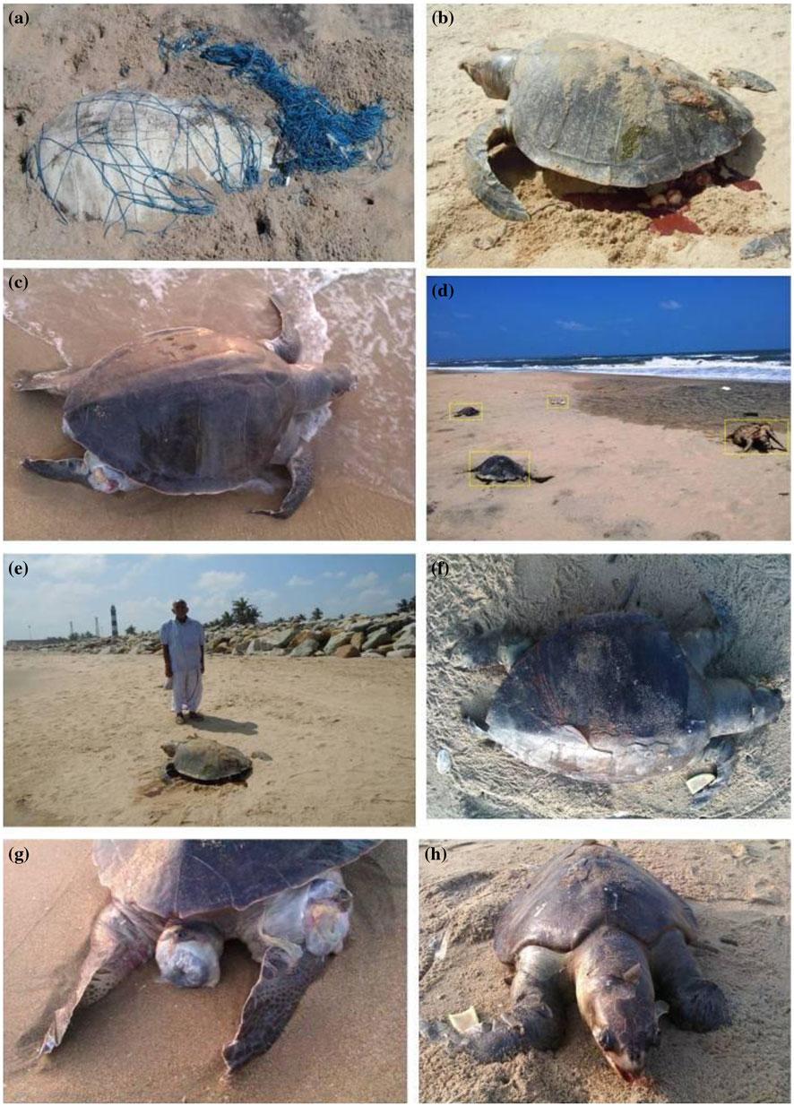4 V. SACHITHANANDAM ET AL. Figure 3. Field observations of turtle mortality along Tamil Nadu coast; a. Turtle entangled in net; b. Dead female turtle; c.