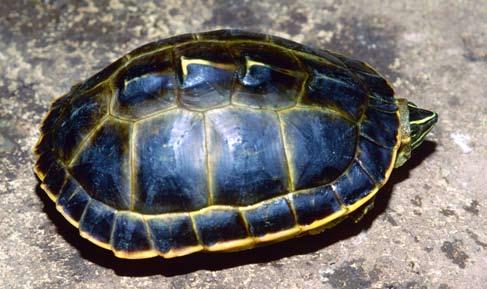 Conservation Biology of Freshwater Turtles and Tortoises: A Compilation Project of Geoemydidae the IUCN/SSC Tortoise Morenia and Freshwater petersi Turtle Specialist Group 045.1 A.G.J. Rhodin, P.C.H.