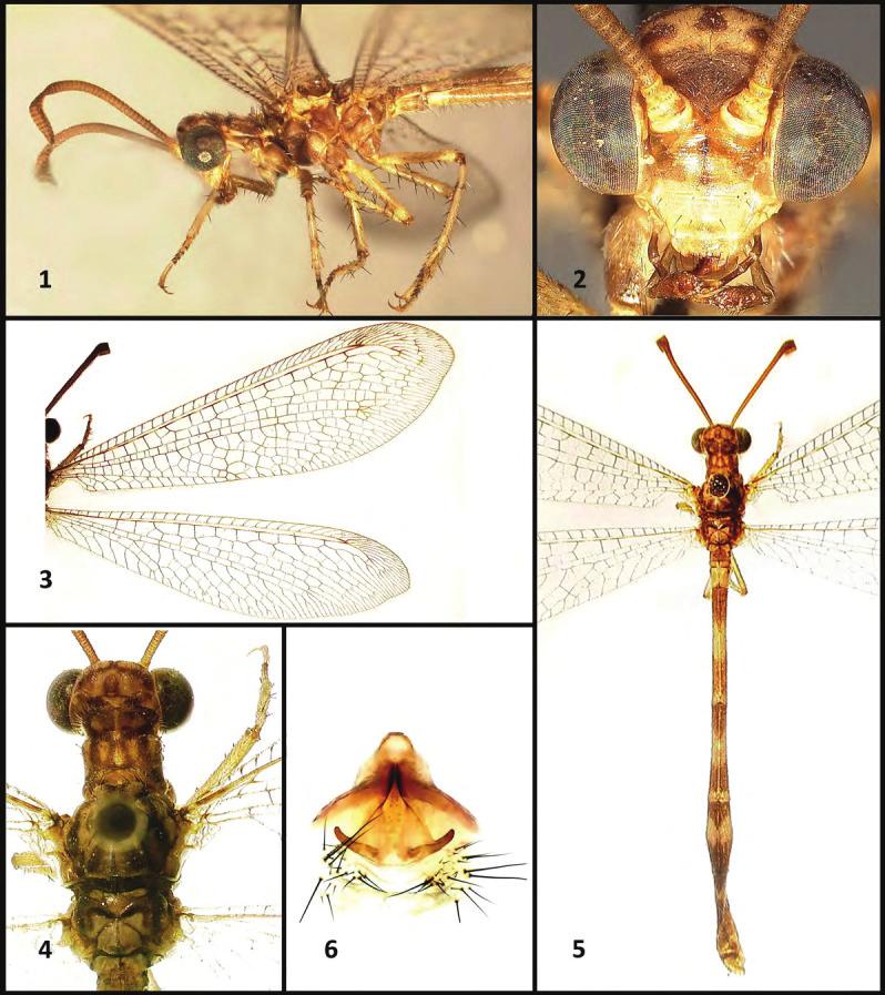 A NEW SPECIES OF SCOTOLEON INSECTA MUNDI 0513, November 2016 3 Figures 1 6. Scotoleon stangei Miller; (1) lateral view; (2) face; (3) wings; (4) dorsal head and thorax; (5) whole body; (6) genitalia.