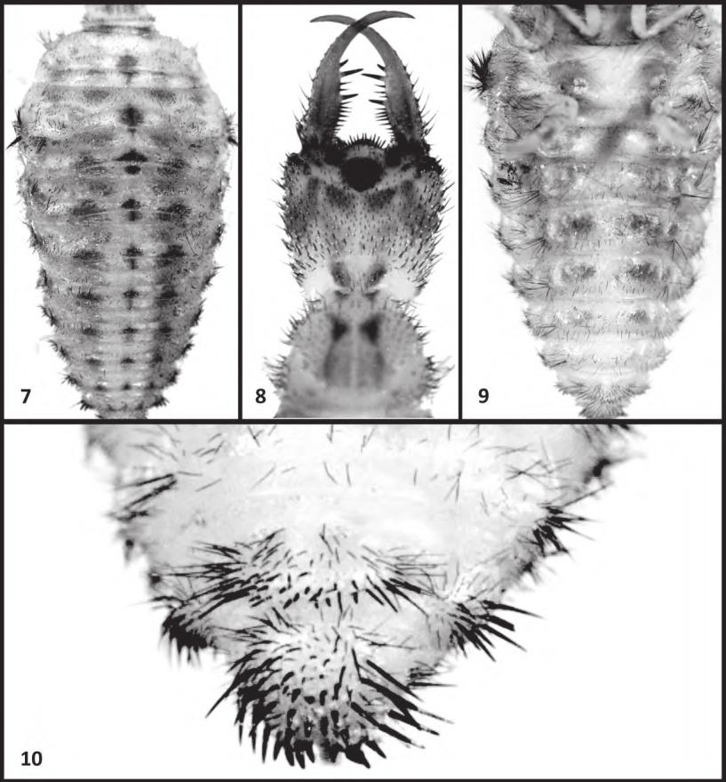 4 INSECTA MUNDI 0513, November 2016 MILLER Figures 7 10. Scotoleon stangei Miller larva; (7) dorsal abdomen and thorax; (8) dorsal head and prothorax; (9) ventral abdomen; (10) digging setae.