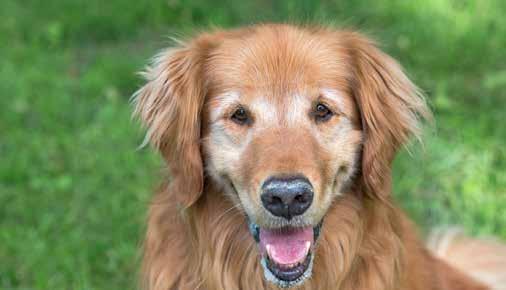 Remembering Samson BY: Sammy Patrick In April of 2016 my wife, Lynn, and I adopted an unbelievably special golden, Samson (known to HB as Red Samson).