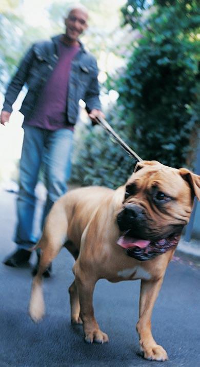 Choosing the proper walking/no-pull device You may discover your green dog is highly enthusiastic about a good power walk as he drags you down the sidewalk on your first outing together.
