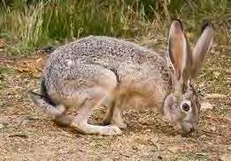 Hares are also called jackrabbits, as they are very quick and can run up to speeds of 45 miles per hour! They have jointed or kinetic skulls, which are unique among mammals.