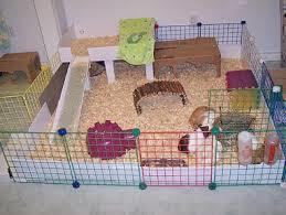 Minimum of 8 sq ft of floor space Happier if housed with another guinea Need solid flooring Must have hiding